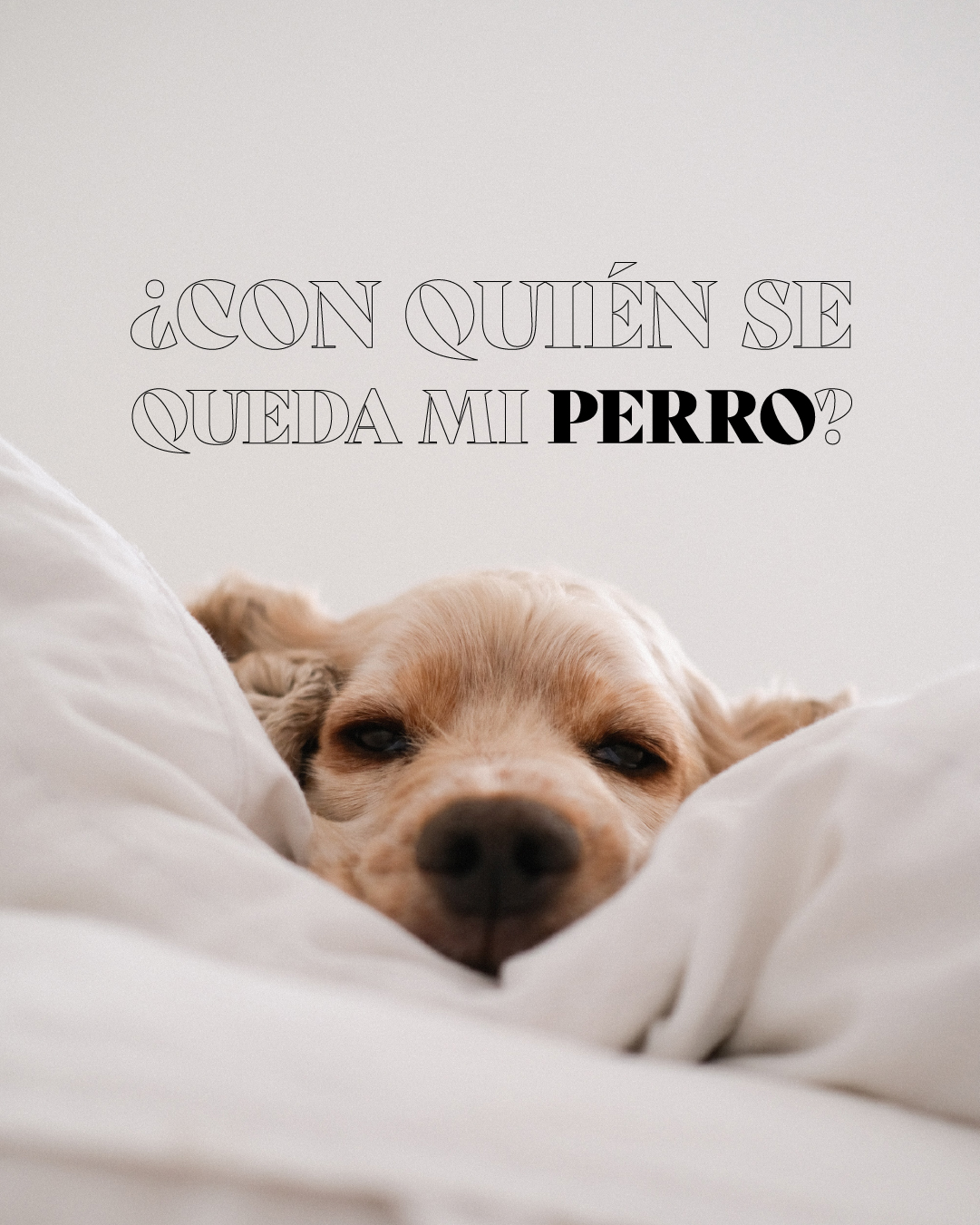 Juntos, pero no revueltos: ¿Con quién se queda mi perro? - Ritmo media Juntos, pero no revueltos: ¿Con quién se queda mi perro? - Ritmo media